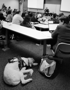 An assitance dog sleeps through a presentation.
