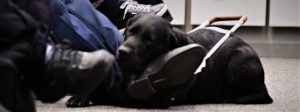 A guide dog deserves some rest!