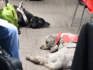Guide dogs at rest while the humans hold their discussions